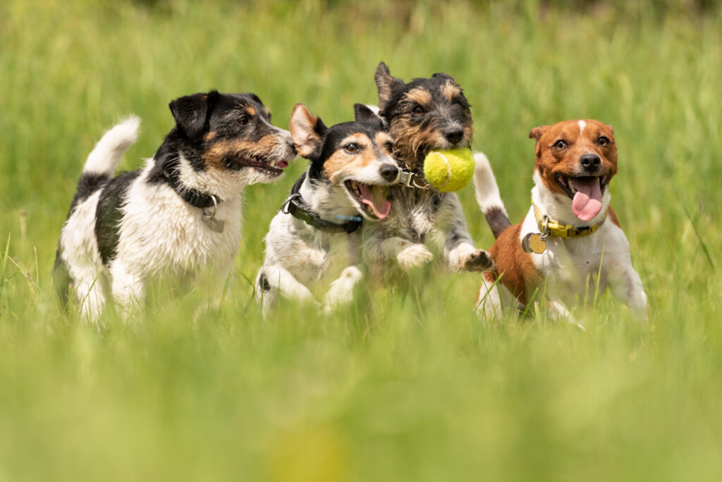 dogs running and playing