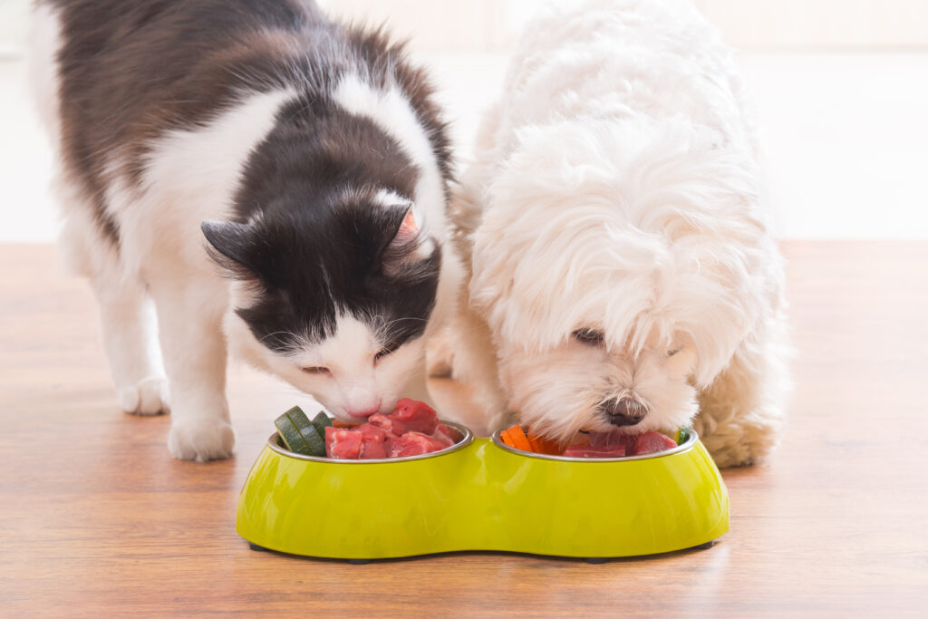 cat and dog eating